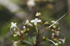 Clerodendrum floribundum