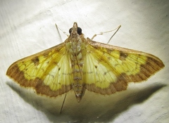 Diacme elealis