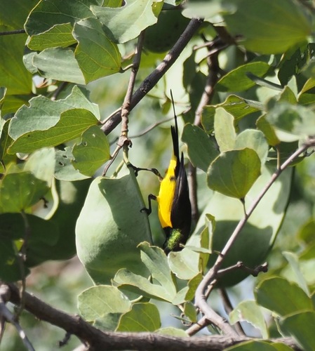 Pygmy Sunbird