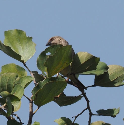 Northern Grey-headed Sparrow