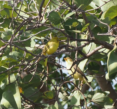 Northern Yellow White-eye