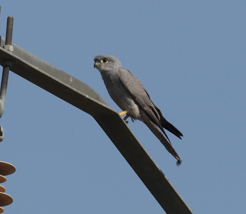 Gray Kestrel