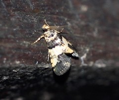 Nacoleia mesochlora