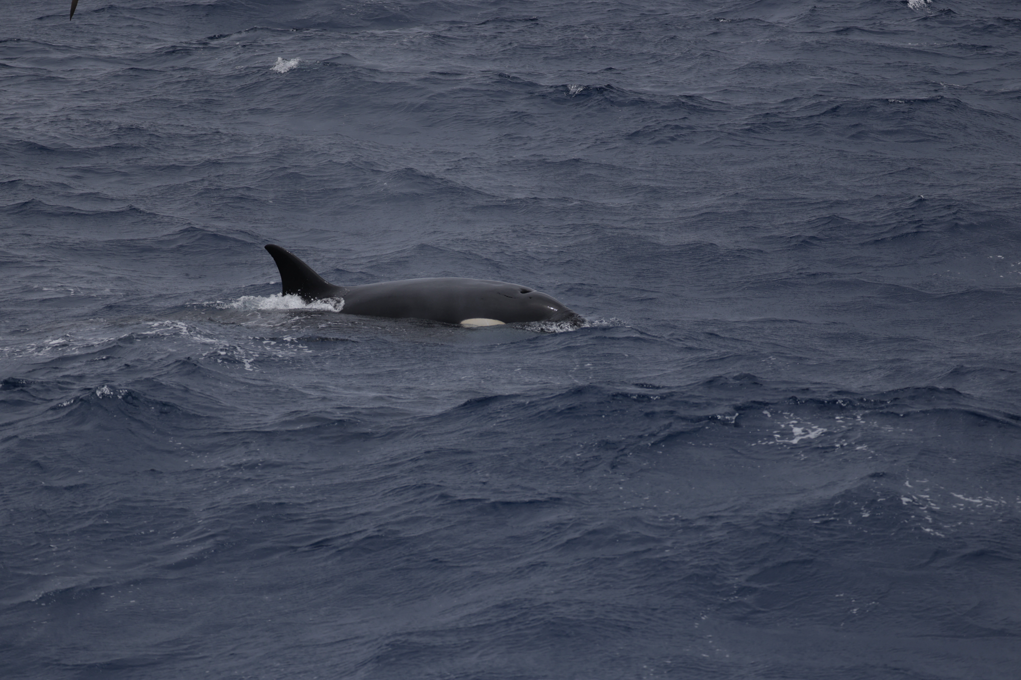 Orcinus orca