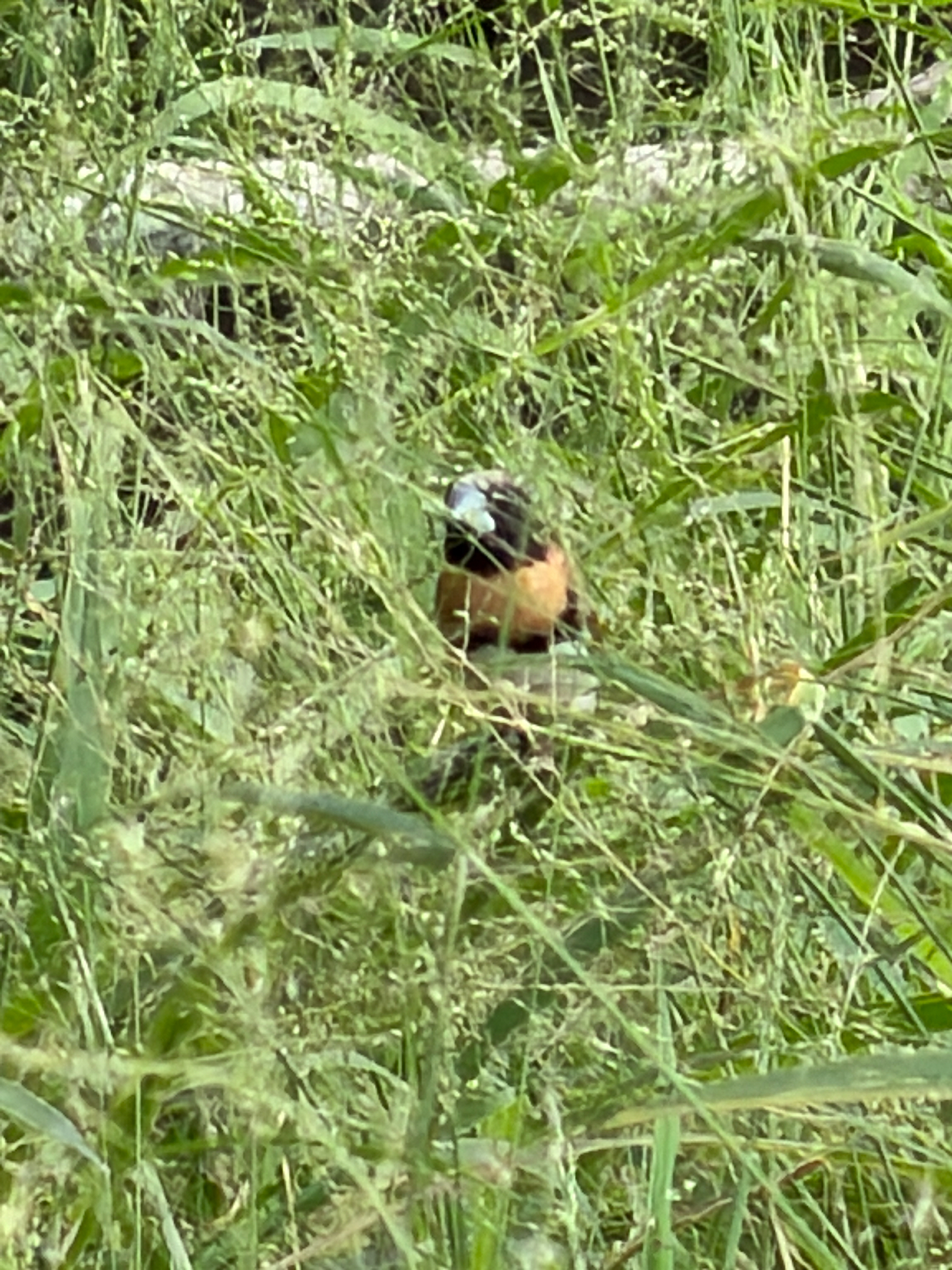 Chestnut-breasted Mannikin (Lonchura castaneothorax), photo 2
