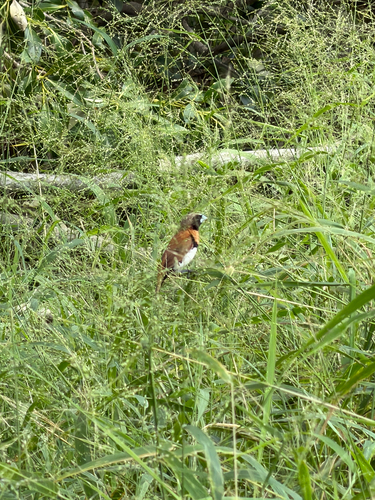 Chestnut-breasted Mannikin (Lonchura castaneothorax)