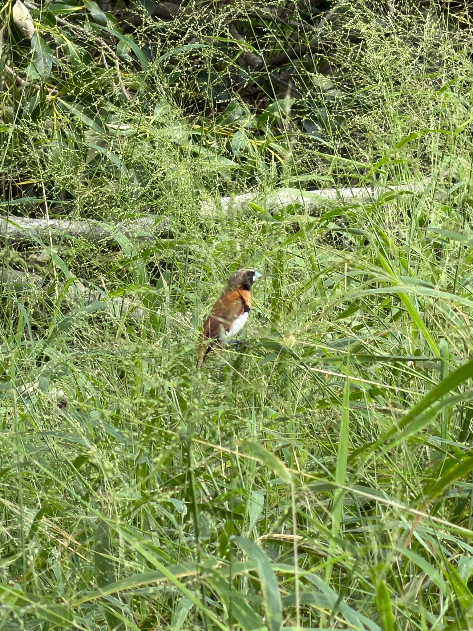 Chestnut-breasted Mannikin (Lonchura castaneothorax), photo 1