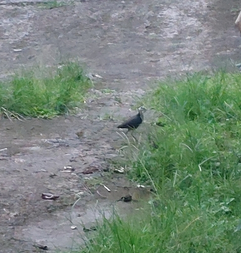 Amaurornis phoenicurus