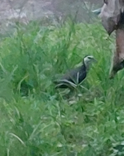 Amaurornis phoenicurus