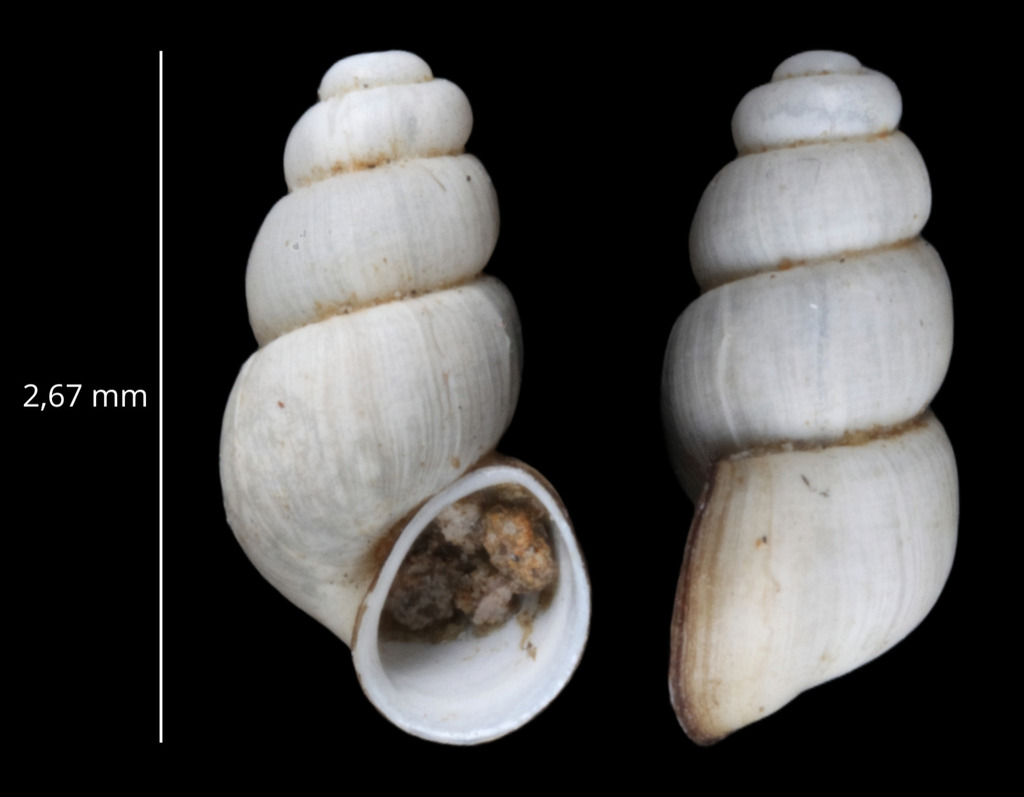 Bythinella eurystoma