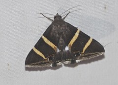 Grammodes oculicola