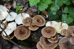 Lentinus