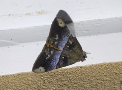 Oxyodes tricolor