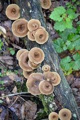 Lentinus