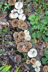 Lentinus