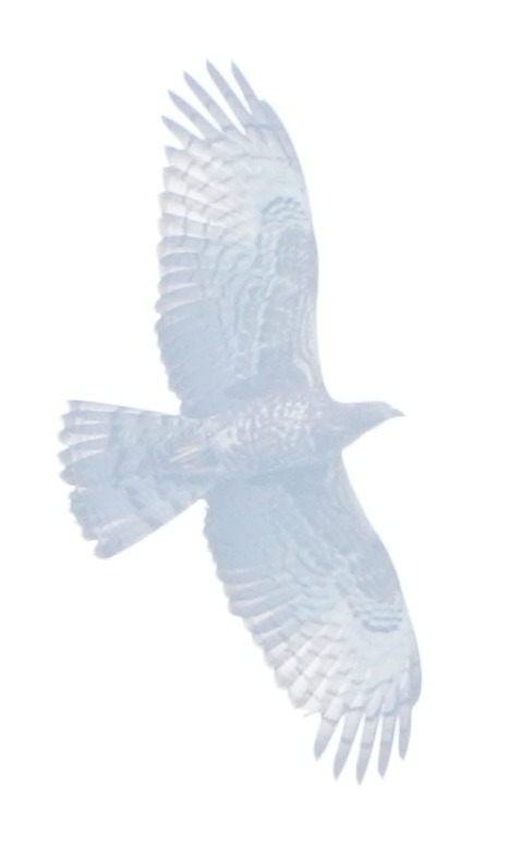 Crested Honey Buzzard (Pernis ptilorhynchus), photo 8