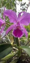 Cattleya labiata