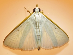 Diaphania costata