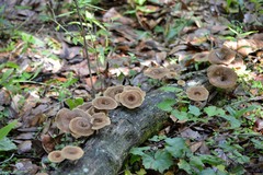 Lentinus