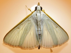 Diaphania costata