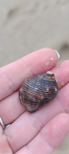 Stramonita brasiliensis