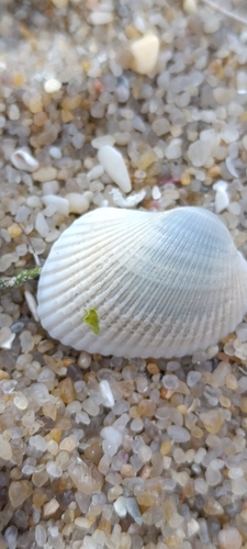 Lunarca ovalis