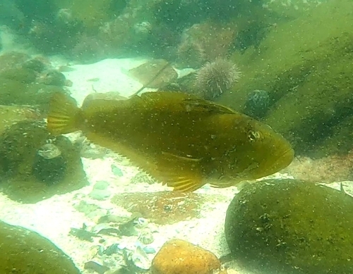 Super klipfish (Clinus superciliosus) — Clinidae — 5