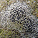 Darkened Button Lichen - Photo (c) Paul Bowyer, some rights reserved (CC BY-NC), uploaded by Paul Bowyer