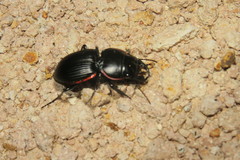Pasimachus intermedius