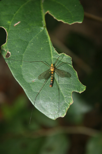 Nephrotoma lordhowensis