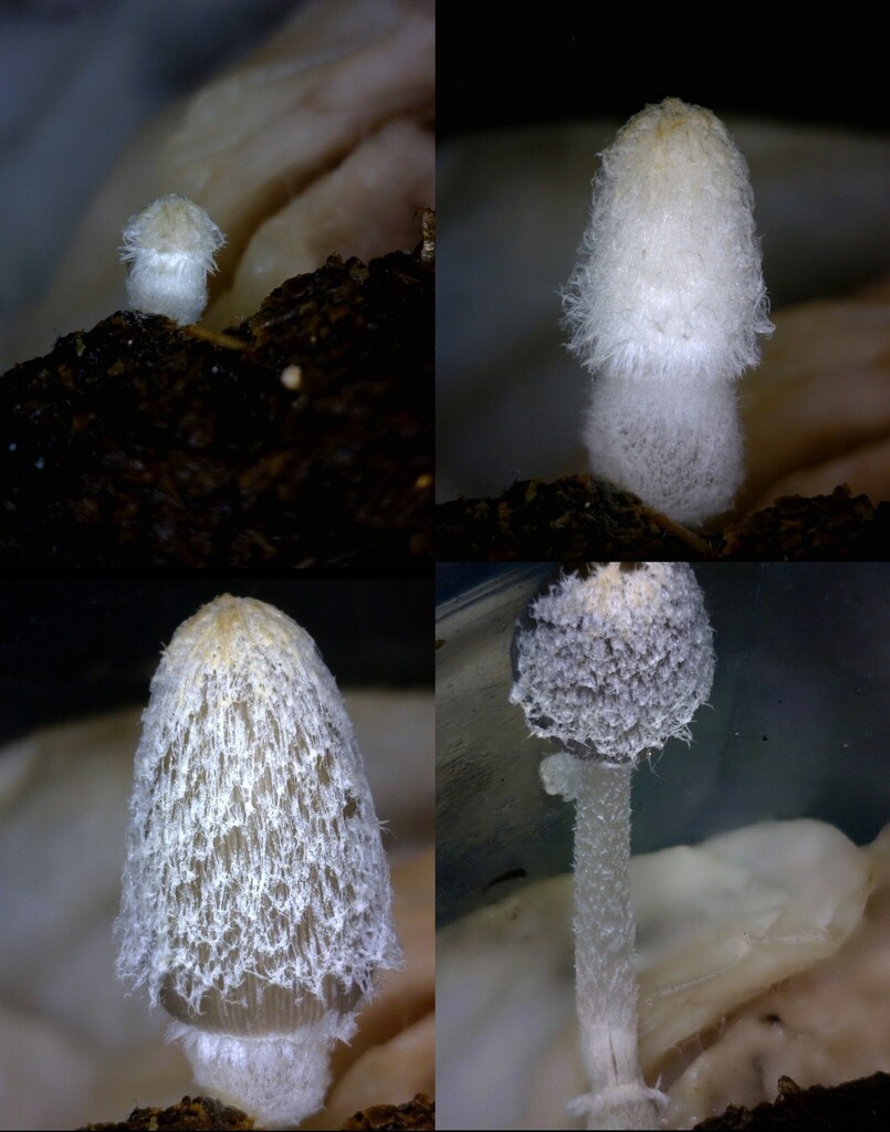 Coprinopsis radiata · January 2026 · photo: © zedt (iNaturalist, cc-by)