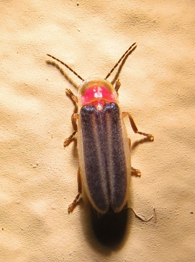 Heterophotinus vittatus