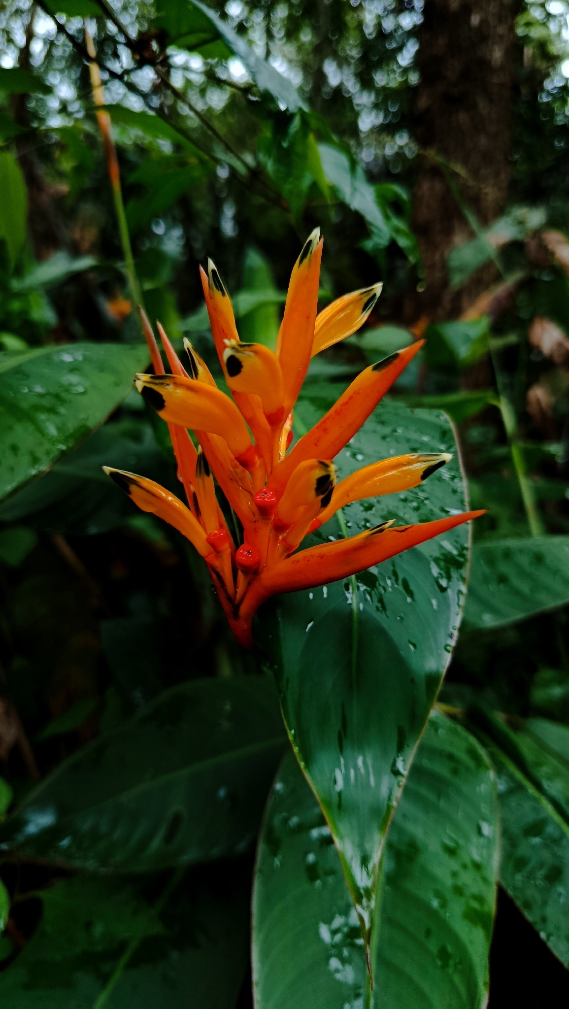 Heliconia psittacorum