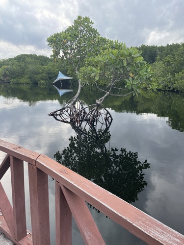 Rhizophora mucronata