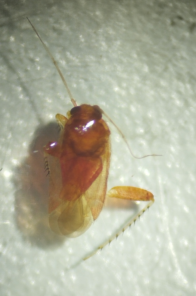 Campylomma rubrotincta