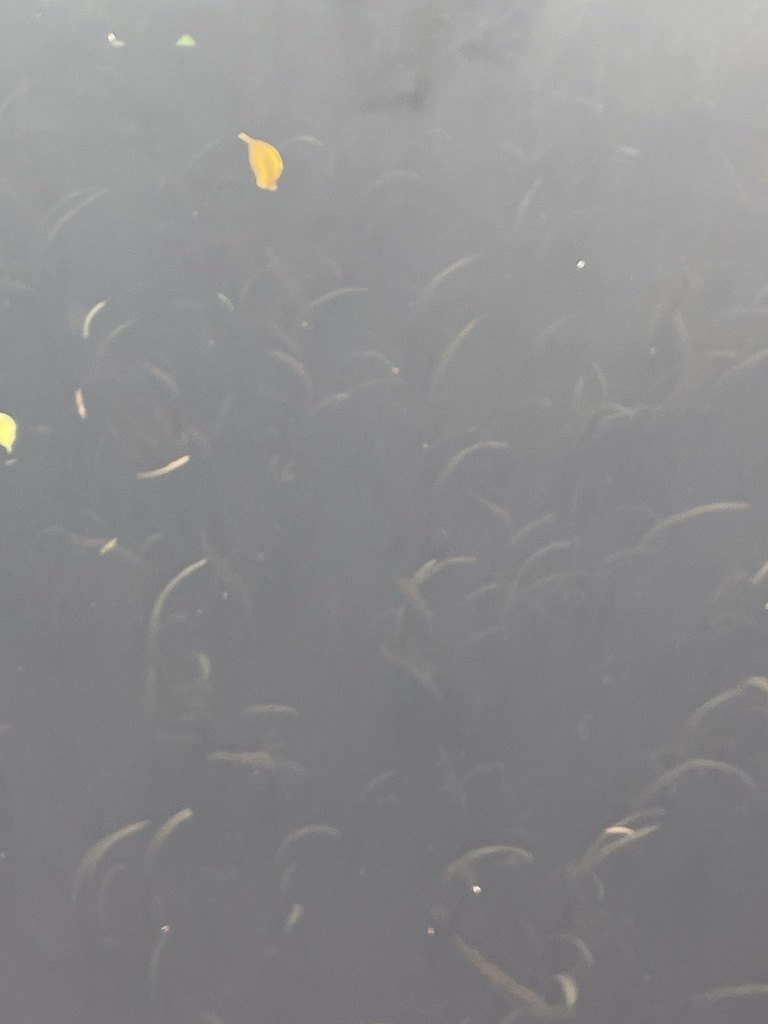 Species code: Ea (Enhalus acoroides)