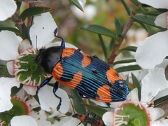 Castiarina thomsoni