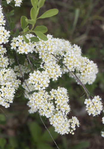 scalloped spirea (Spiraea crenata)