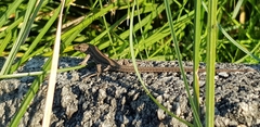 Podarcis virescens