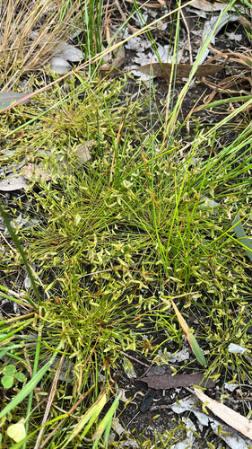 tiny flat-sedge (Isolepis levynsiana)