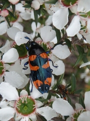 Castiarina thomsoni