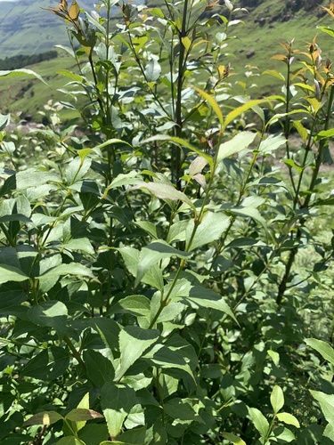 Foto de Halleria lucida