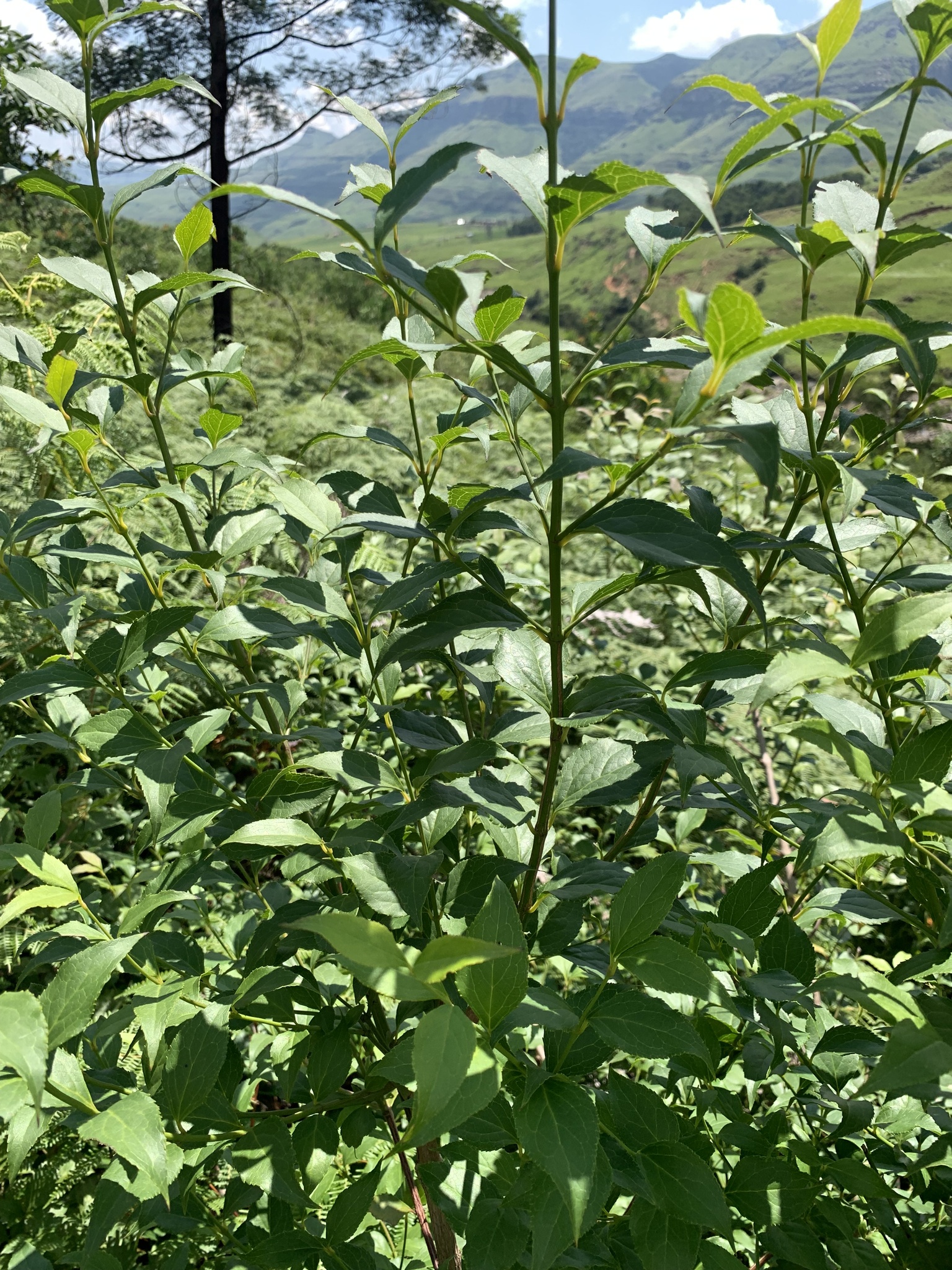 Imagem de Halleria lucida