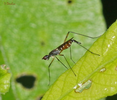 Micropeza corrigiolata