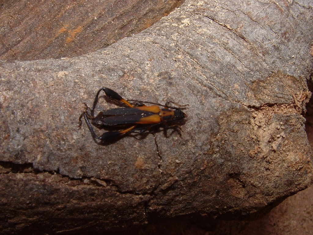 Pachymerola wappesi