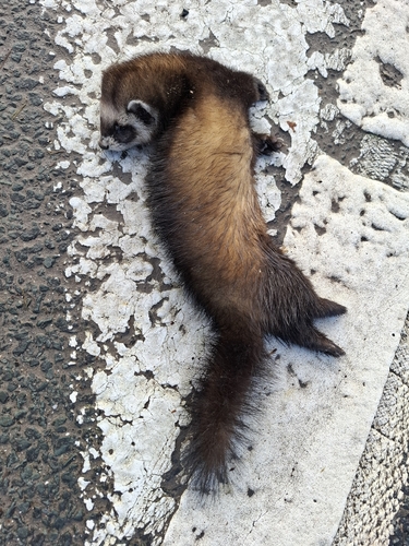 ヨーロッパケナガイタチ