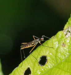 Micropeza corrigiolata