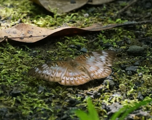 White Tipped Baron