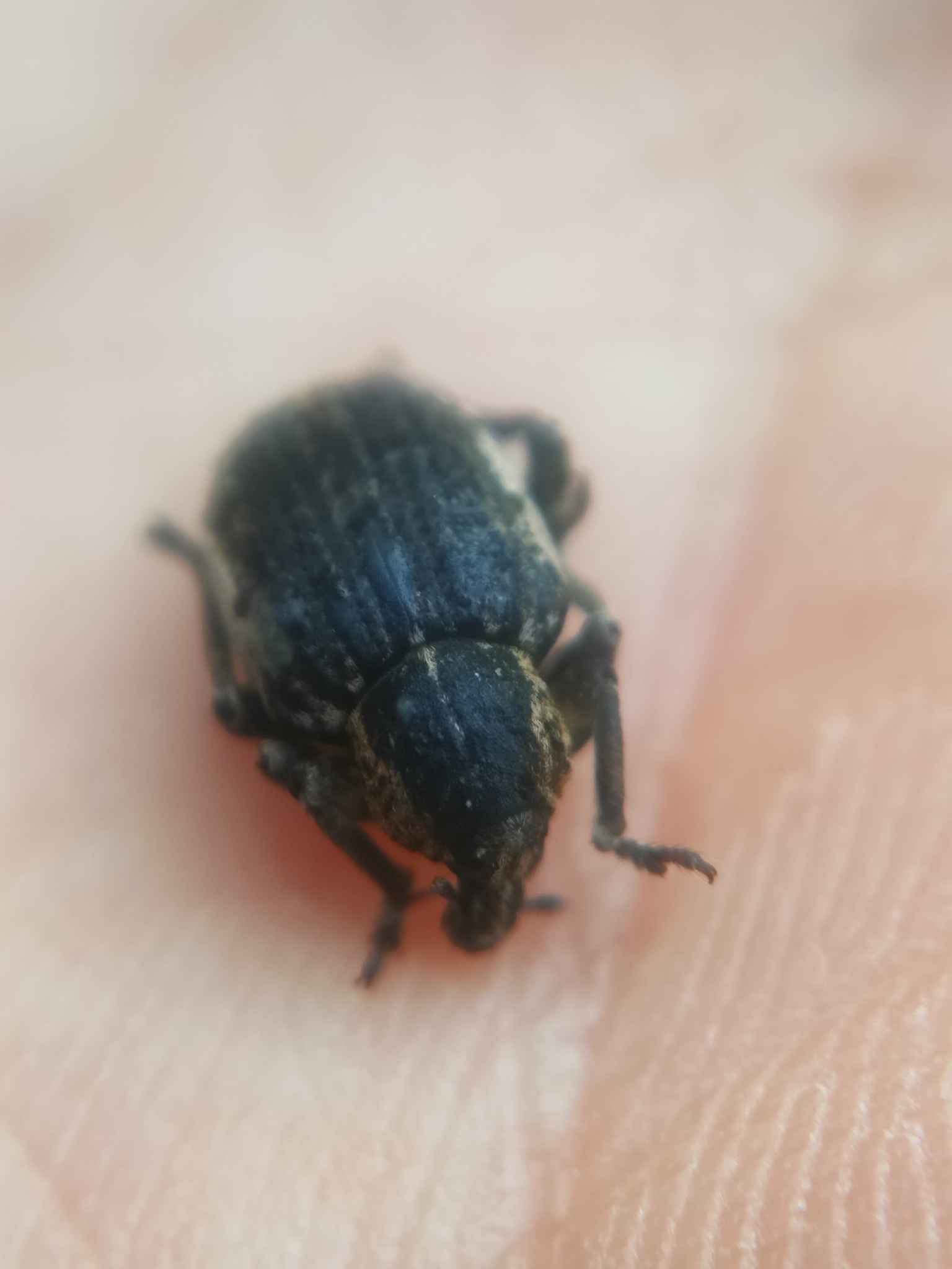 Brachypera zoilus