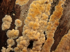 Cylindrobasidium laeve